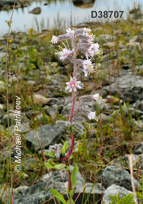 Glaucous Rattlesnakeroot (Nabalus racemosus)